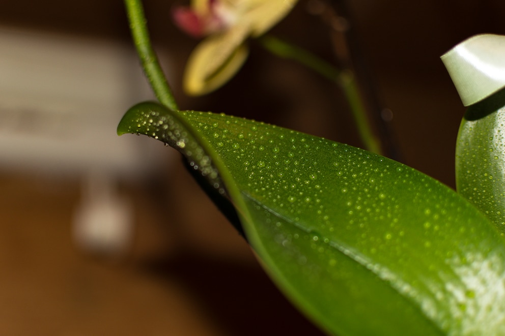 Das steckt hinter den klebrigen Tropfen auf Orchideen - myHOMEBOOK