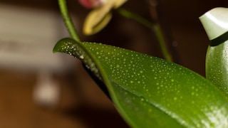 Die klebrigen Tropfen auf Orchideen kann man einfach abwischen