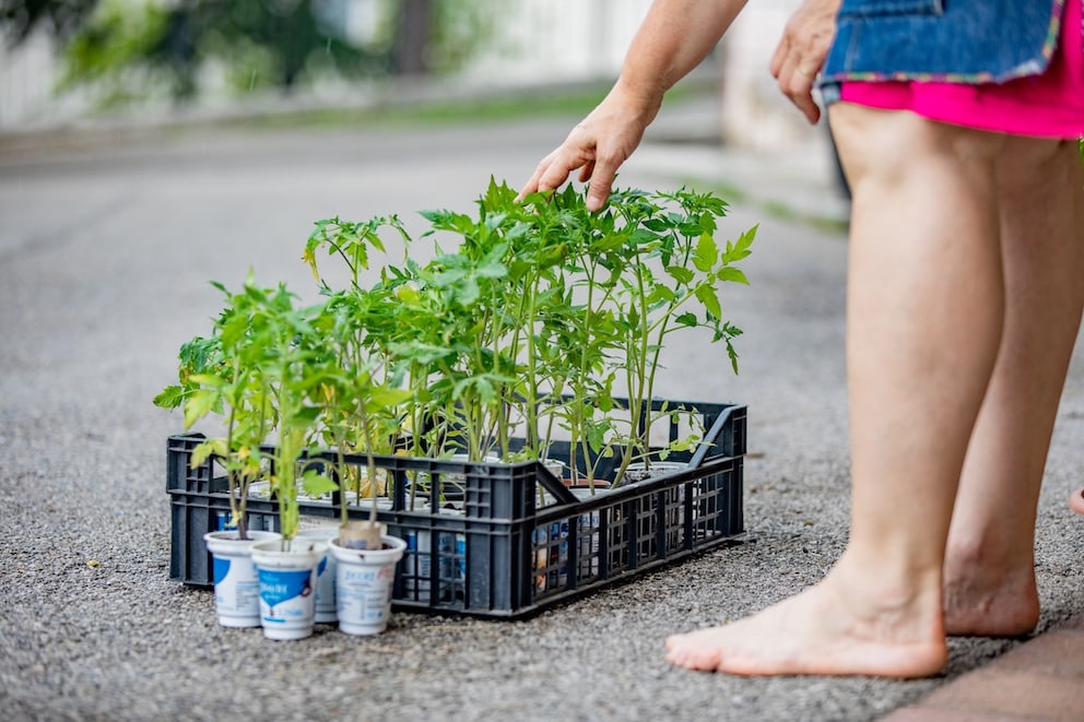 5 DIY- und Upcycling-Ideen für die Anzucht von Pflanzen
