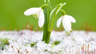 Bedeutet winterliches Wetter um Lichtmess wirklich, dass der Frühling kommt?