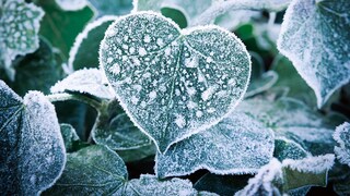 Es gibt eine Bauernregel, die sich mit dem Wetter am Valentinstag befasst. Was steckt dahinter?