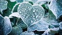 Es gibt eine Bauernregel, die sich mit dem Wetter am Valentinstag befasst. Was steckt dahinter?