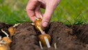 Das Vorkeimen von Kartoffeln kann Vor- und Nachteile habe
