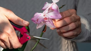 Kann man verblühte Orchideen einfach abschneiden?