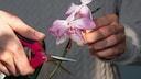 Kann man verbl&uuml;hte Orchideen einfach abschneiden?