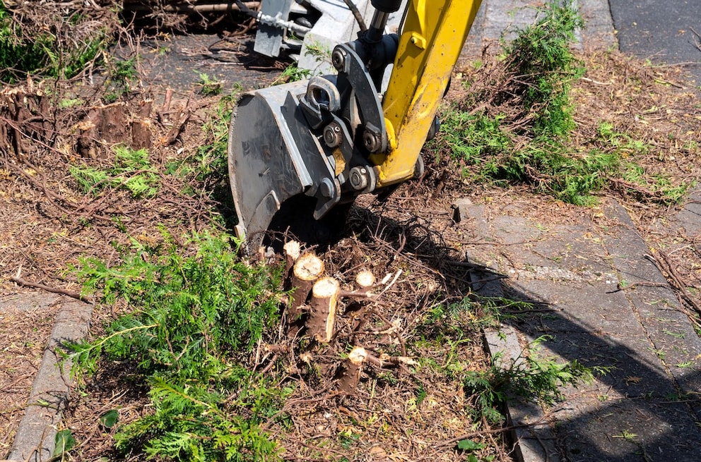 Hecke im Garten in 4 Schritten entfernen - myHOMEBOOK