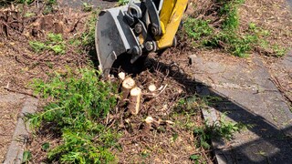 Hecke entfernen