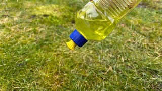 Angeblich hilft Spülmittel bei Moos im Rasen
