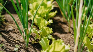Salat Anzucht
