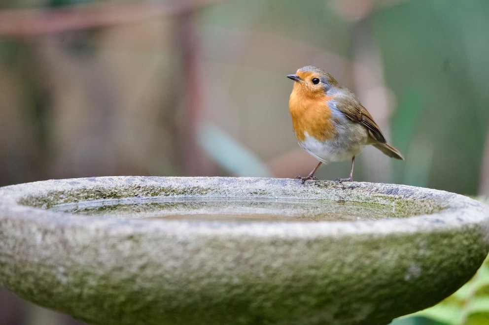 M&uuml;nze in Vogeltr&auml;nke legen? Expertin hat klare Meinung