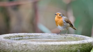 Vogeltränke