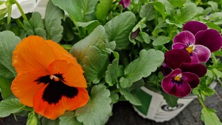 Hornveilchen und Stiefmütterchen sind sich sehr ähnlich