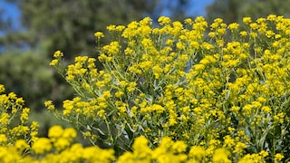 Sieht auf den ersten Blick aus wie Raps, es handelt sich aber um das Orientalische Zackenschötchen