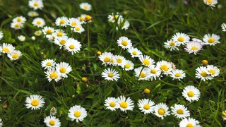 Nicht jeder Gartenbesitzer freut sich über Gänseblümchen auf der Rasenfläche