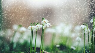 Laut einer Bauernregel ist viel Regen im März schlecht für den Garten, doch was ist dran?