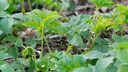 Giersch ist der Albtraum eines jeden Gartenbesitzers