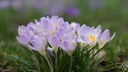 Fr&uuml;hjahrs-Krokusse gelten als gering giftig