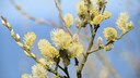 Weidenk&auml;tzchen sind nach dem langen Winter eine der ersten und oft wenigen Nahrungsquellen f&uuml;r viele Insekten