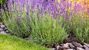 Lavendel