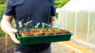Gurken vorziehen ist sehr beliebt bei Gartenanfängern. Ein paar Punkte sollten für eine erfolgreiche Ernte beachtet werden.