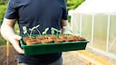 Gurken vorziehen ist sehr beliebt bei Gartenanf&auml;ngern. Ein paar Punkte sollten f&uuml;r eine erfolgreiche Ernte beachtet werden.