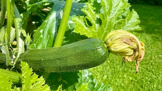 Damit Zucchini prächtig wachsen, sollte man beim Vorziehen schon auf bestimmte Dinge achten