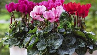 Für eine schöne Blüte in der nächsten Saison sollte man einen Fehler bei der Pflege vermeiden