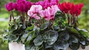 F&uuml;r eine sch&ouml;ne Bl&uuml;te in der n&auml;chsten Saison sollte man einen Fehler bei der Pflege vermeiden