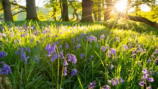 Ist es möglich, dass eine Bauernregel zum Frühlingsanfang das Wetter für den Sommer vorhersagt?