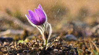 Regen im März soll laut Bauernregel das Sommerwetter voraussagen