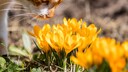 Krokusse und andere Fr&uuml;hbl&uuml;her k&ouml;nnen f&uuml;r Haustiere zur Gefahr werden