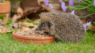 Igel füttern Garten