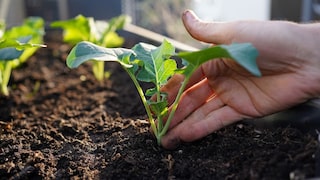 Kohlrabi