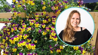 Um lange Freude an seinen Hornveilchen zu haben, sollte man schon beim kauf auf gewisse Dinge achten