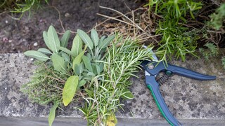 Man sollte stets nur so viele Kräuter ernten, wie tatsächlich benötigt werden