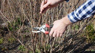 Pflanzenschnitt im März