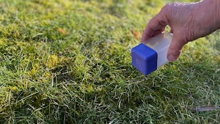 Salz gegen Unkraut im Rasen