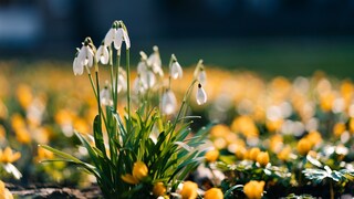 Schneeglöckchen stehen unter besonderem Schutz