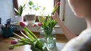 Tulpen