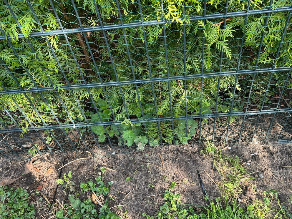 Um die H&uuml;hner und (mittlerweile auch) G&auml;nse zu sch&uuml;tzen, ragt ein Zaun im Garten weit in den Boden hinein.