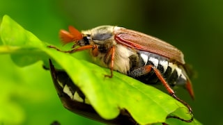 Maikäfer können auch in heimischen Gärten vorkommen