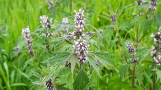 Das Echte Herzgespann ist eine Staude, die erst auf den zweiten Blick zeigt, was sie kann