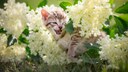 Hobbyg&auml;rtner aufgepasst! Denn viele beliebte Pflanzen k&ouml;nnen gef&auml;hrlich f&uuml;r Katzen werden.