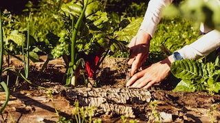 Früher war mir ein ordentlicher, ansehnlicher Garten sehr wichtig, heute sehe ich das anders.