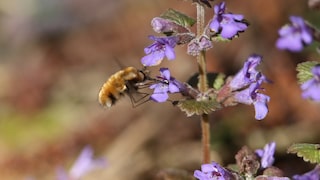 Gundermann ist besonders bienenfreundlich, da er bereits früh im Jahr Blüten entwickelt