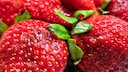 Dank Druckstellen sehen saftige Erdbeeren schnell matschig aus. Aber sind sie dann noch essbar?