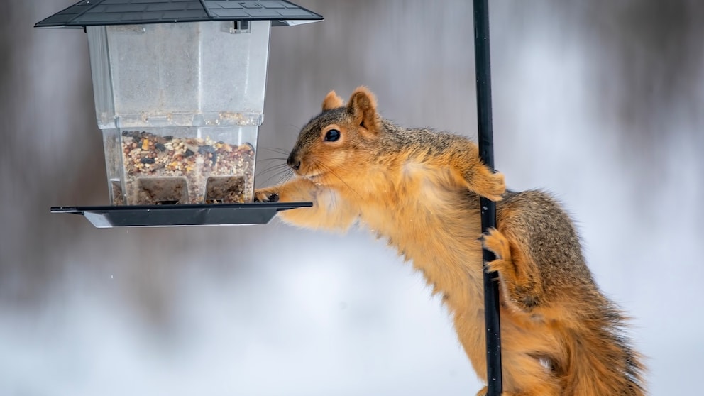 Damit Eichhörnchen im Garten nicht von Fressfeinden angegriffen werden können, sollte man Futter und Wasser nicht auf den Boden stellen