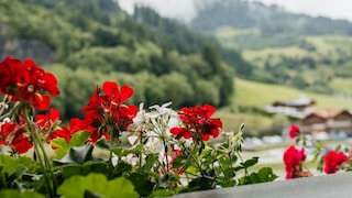 Geranien sehen auf dem Balkon toll aus – aber sie haben auch Nachteile
