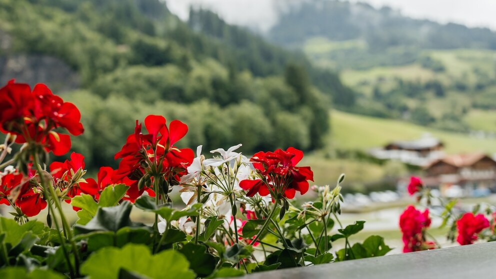 Geranien sehen auf dem Balkon toll aus – aber sie haben auch Nachteile