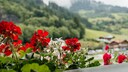 Geranien sehen auf dem Balkon toll aus &ndash; aber sie haben auch Nachteile
